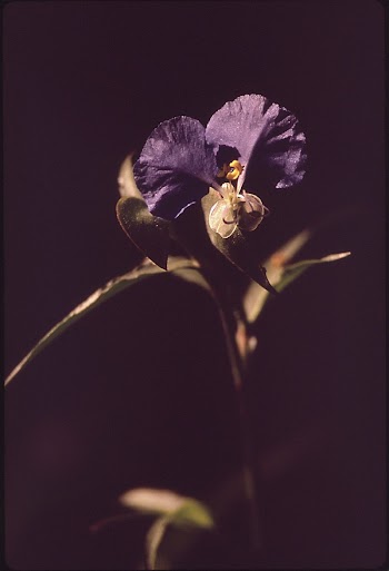 Purple flowers. Original public domain | Free Photo - rawpixel