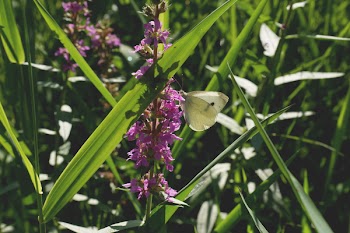 Purple Flowers Surrounded by Grasses