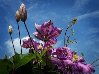 Purple Flowers Under Cloudy Sky in Worms Eye View Photography