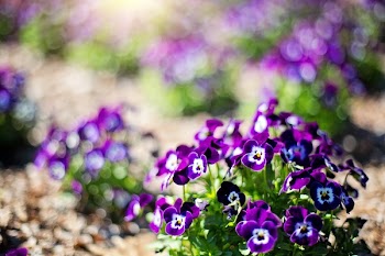 Purple Flowers With Green Leaves
