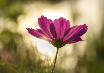 Purple Flowr