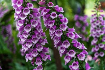 Purple Foxgloves