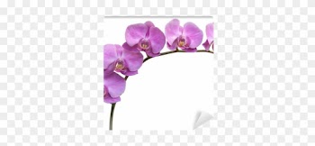 Purple Frame Orchid
