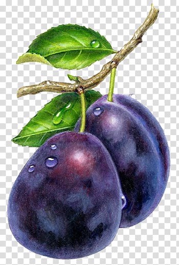 Purple fruit illustration transparent background PNG clipart