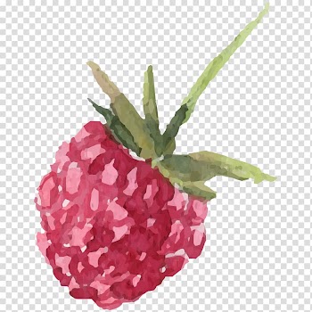 Purple fruit painting, Strawberry Watercolor painting Raspberry, Hand painted watercolor raspberry transparent background PNG clipart
