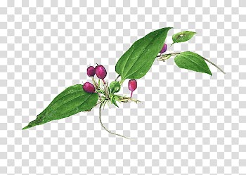 , purple fruited plant transparent background PNG clipart
