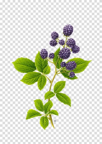 , purple fruits transparent background PNG clipart