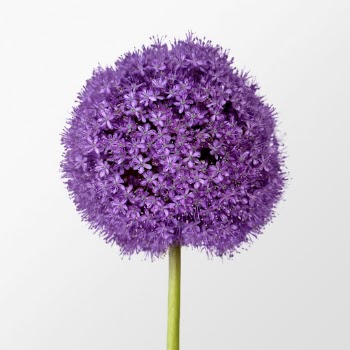 Purple gladiator allium flower clipart | Free Photo - rawpixel