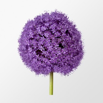 Purple gladiator allium, flower clipart | Free PSD - rawpixel