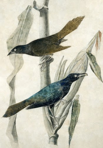 Purple Grackle (1785&ndash;1851) painting in… | Free public domain illustration