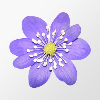 Purple hepatica flower, clipart psd | Free PSD - rawpixel