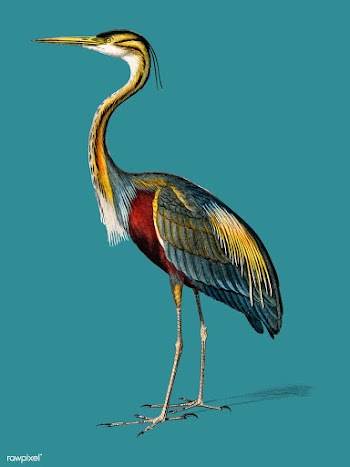 Purple heron (Ardea purpurea) illustrated by .. | Free stock vector - 467520