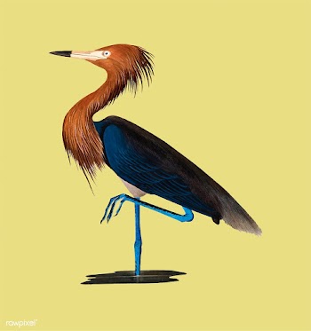 Purple Heron illustration | Free stock vector - 457868