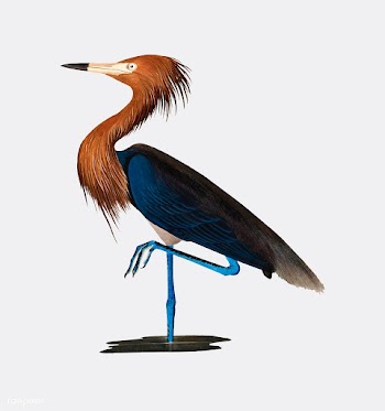 Purple Heron illustration | Free stock vector - 457889
