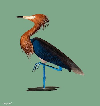 Purple Heron illustration | Free stock vector - 457896