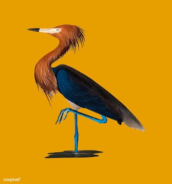 Purple Heron illustration | Free stock vector - 457903