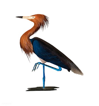 Purple Heron illustration | Free stock vector - 457936