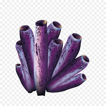 Purple Icon - Purple coral 