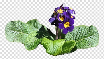 Purple Ipomoea nil Violet, Purple trumpet transparent background PNG clipart