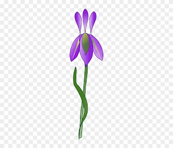 Purple, Iris, Plant, Garden, Nature - Iris Flower Vector Png
