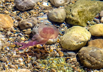 Purple Jelly Fish on Body of Water