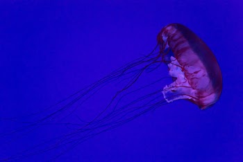 Purple Jellyfish