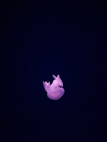 Purple Jellyfish