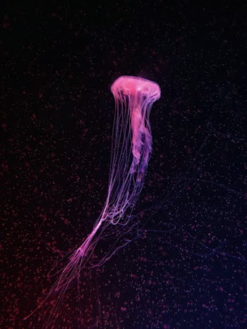 Purple Jellyfish Underwater