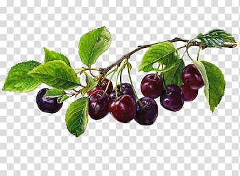 , purple kerson fruits transparent background PNG clipart