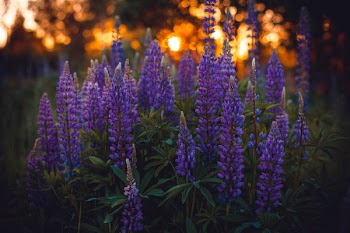 purple lavander
