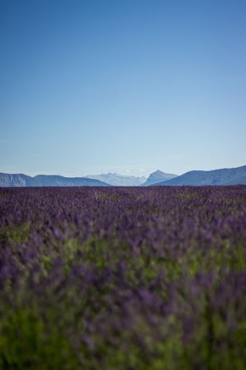 purple lavender field overlooking mountains during daytime