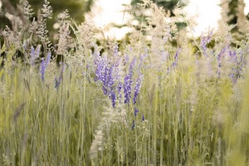 Purple Lavender Flower