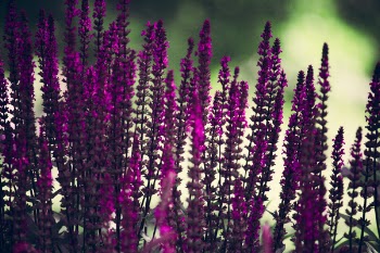 Purple Lavender Flowers Selective-focus Photography