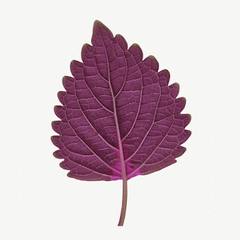 Purple leaf, isolated botanical image | Free PSD - rawpixel