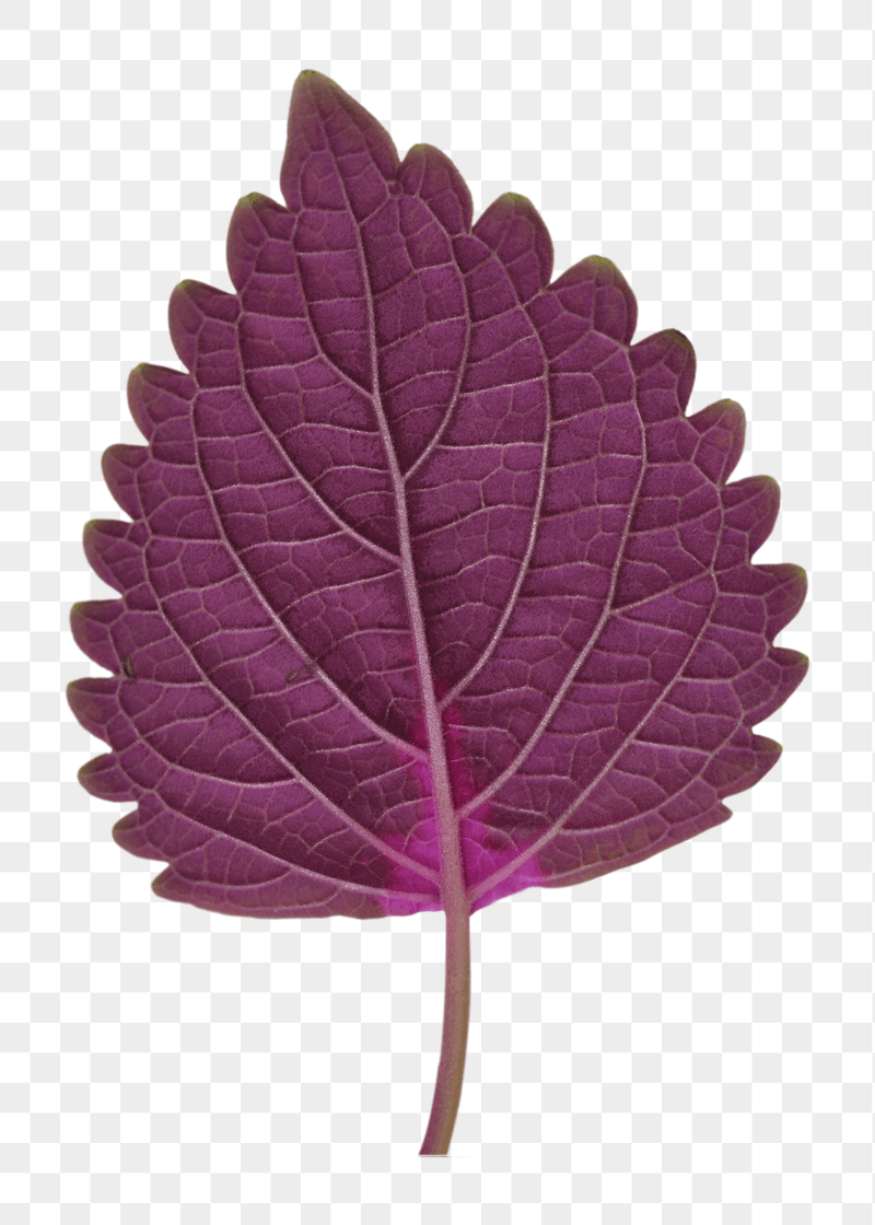 Purple leaf png sticker, transparent | Free PNG - rawpixel
