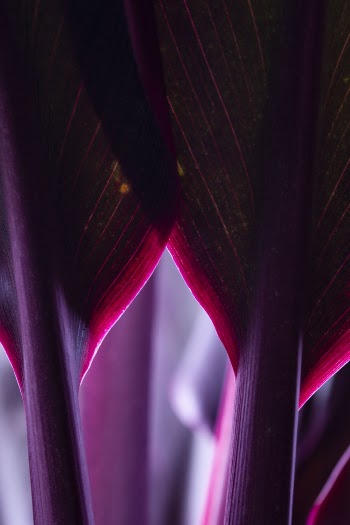 Purple Leaves