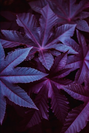 Purple Leaves