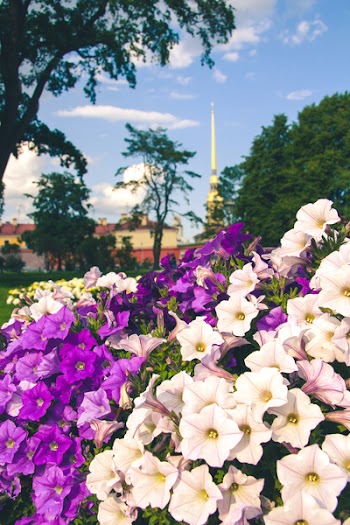 Purple Lfowers