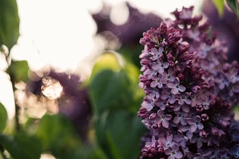 Purple lilac