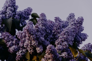 Purple Lilac Flowers Close-up Photography