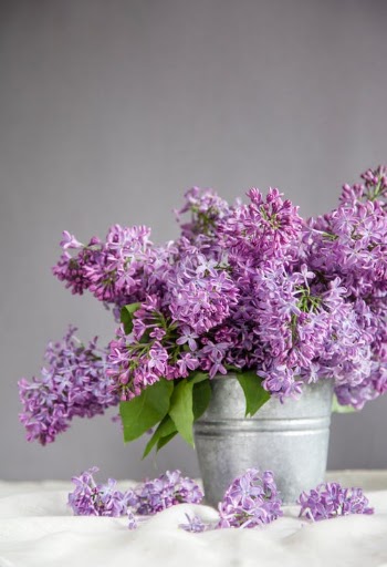 Purple lilacs · Free Stock Photo
