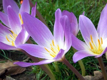 Purple Lily Flowers