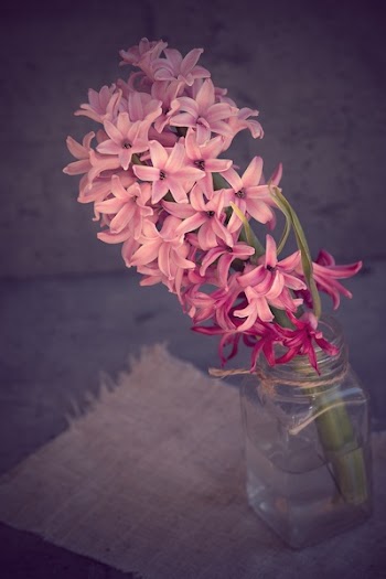 Purple Lily on Clear Glass Jar