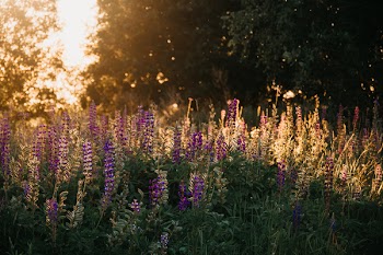 Purple Lupine Flowers