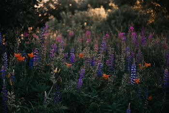 Purple Lupine Flowers