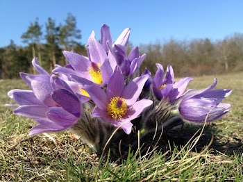 Purple Multi Petal Flower on Grass