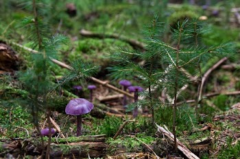 Purple Mushrooms on Ground