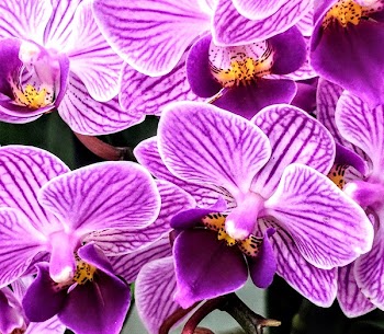 Purple Orchids