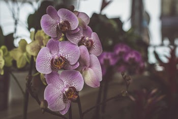 Purple Orchids