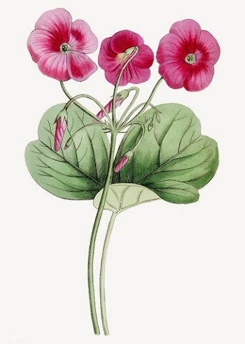 Purple oxalis | Free stock vector - 559206